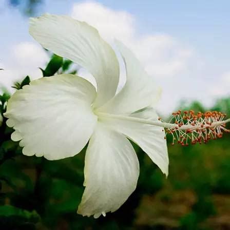 白色的花有什麼|25种最美丽的白色鲜花，纯洁动人植物